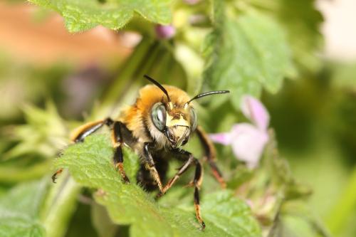 Anthophora retusa